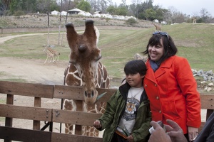 321-0106 Safari Park - Giraffes